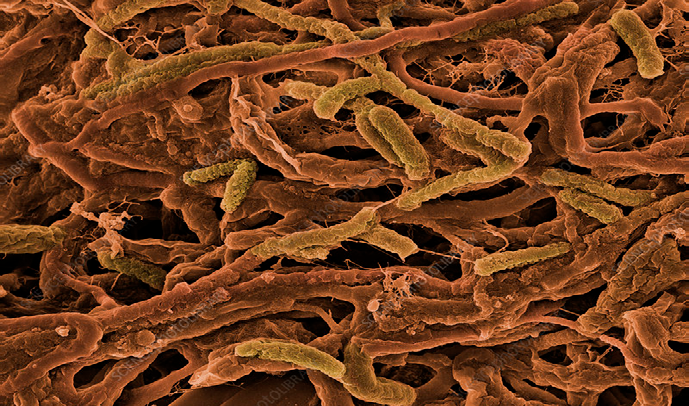 Close-up microscopic image of thermophilic bacteria involved in the hydrolysis stage