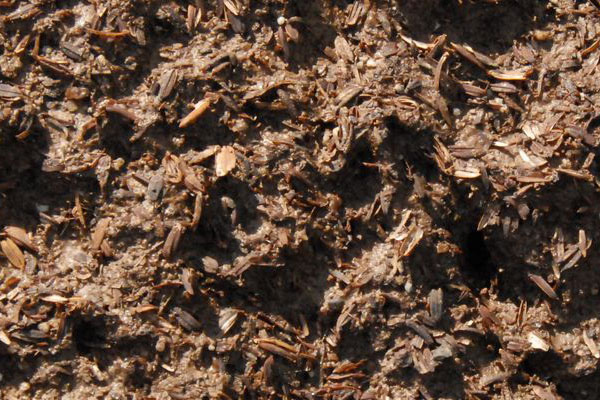 Poultry litter bedding material mixed with manure and feathers ready for digestion