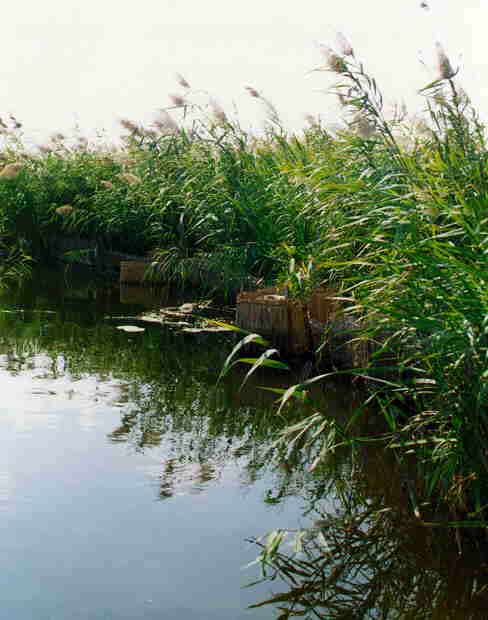 Reed bed wetland system used for leachate polishing at a landfill site